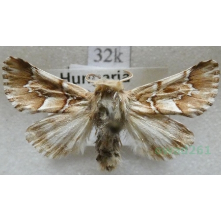 Oxicesta geographica (Fabricius, 1787) Hungaria32k